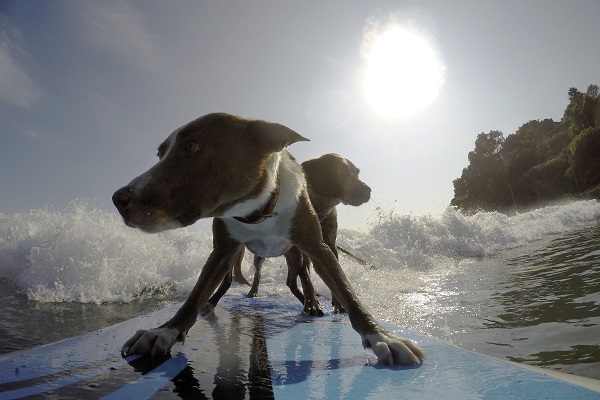 dogsurf 4